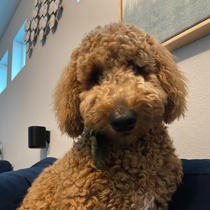 Meet your Posher, Elizabeth